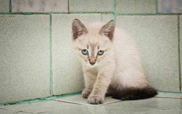 猫咪生产过程要多久