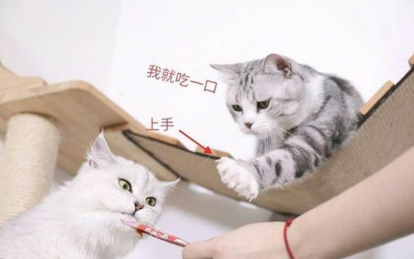 猫衣原体感染能自愈吗?