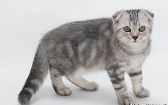 猫咪需要磨牙棒么