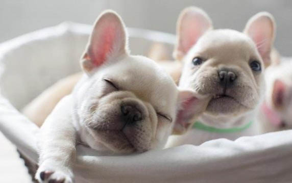英国斗牛犬的缺点有哪些？