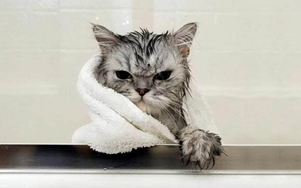 小猫感冒了能自愈吗？