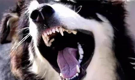 狗狗后腿血管在哪里?