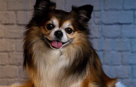 蝴蝶犬的优缺点主要有哪些
