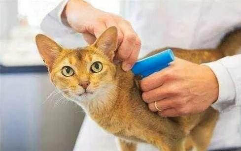 怎么帮猫咪洗耳朵