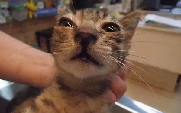 猫咪突然发出像岔气的声音