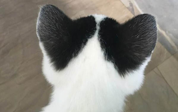 小猫喜欢扑人咬人怎么办,怎么避免