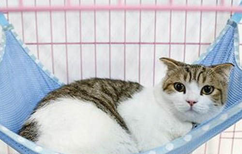 猫咪呕吐有哪些原因