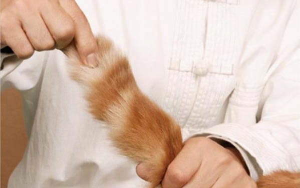 猫咪会在出生后迅速长大吗
