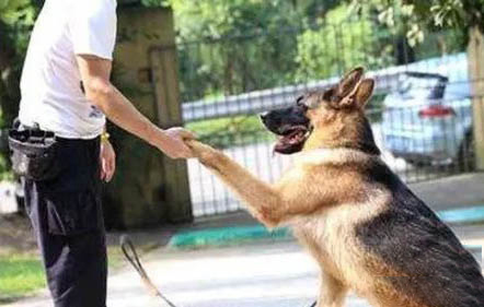 德国牧羊犬打架怎么样