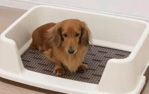 幼犬不能洗澡怎么清理呢?