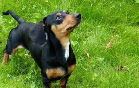 迷你腊肠犬优缺点