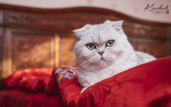 猫咪怀孕期间呕吐怎么办