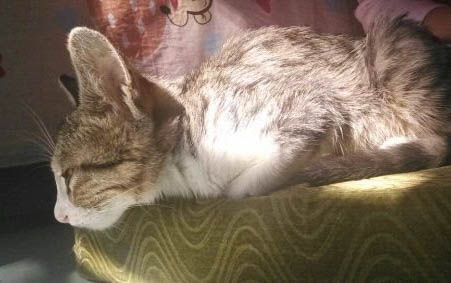 猫的胡子有什么作用