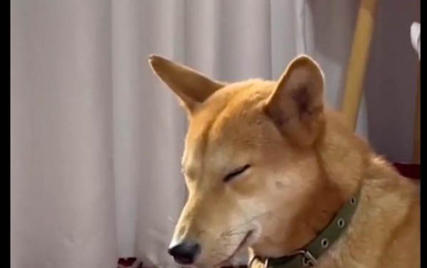 中国十大最聪明的狗排名