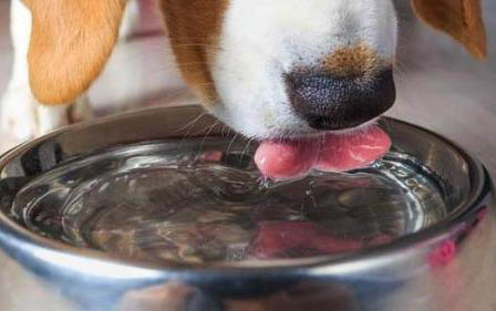 狗狗生气不理人