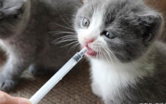 小猫咪只喝水不吃东西应该怎么办