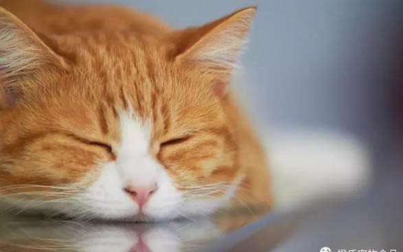 为什么猫咪会感染猫鼻炎