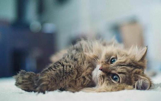 猫咪流产应该怎么处理