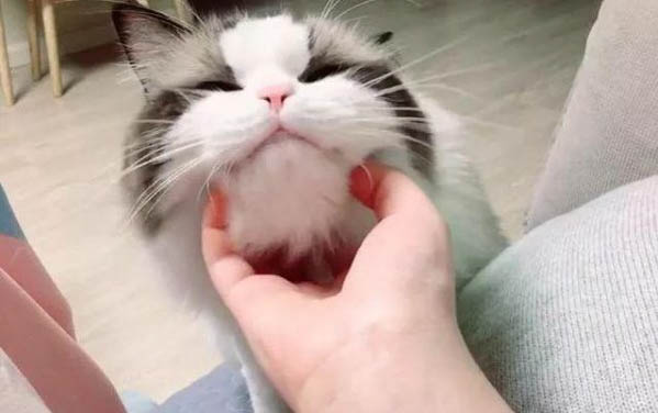 三个月的小猫咪能一次吃一个罐头不