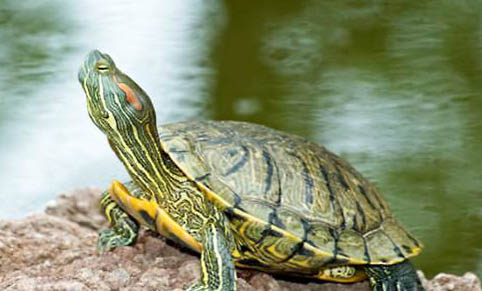 养巴西龟要放多少水