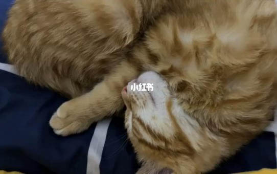 猫咪背部抽搐的原因及处理方法