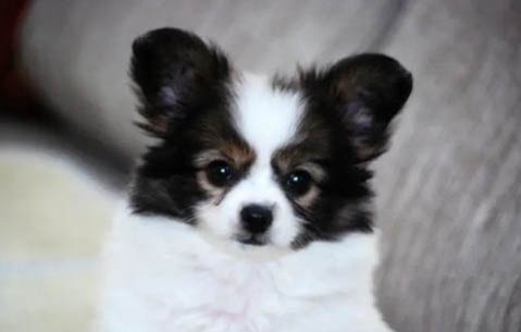 蝴蝶犬好养吗?
