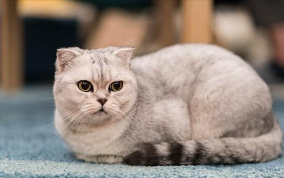 三个月左右的猫怎么训练