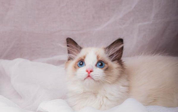猫咪晚上叫唤是什么原因?如何制止猫咪晚上乱叫?