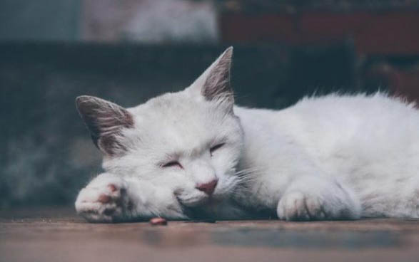 猫趴胸口睡觉信任度高吗