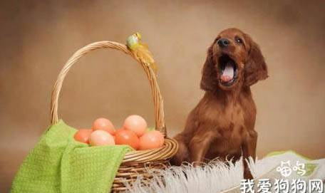 狗得了肠炎可以吃生鸡蛋吗