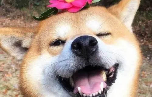 宠物柴犬会咬人吗?