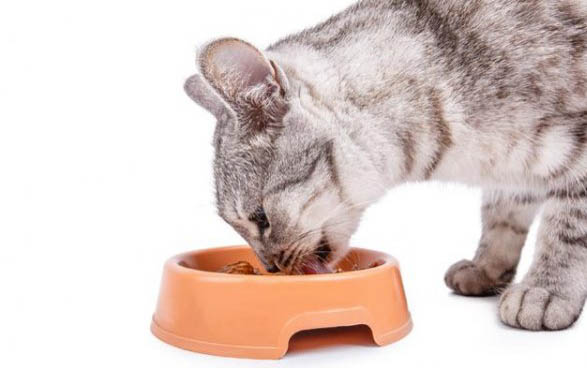 猫咪有点感冒怎么办