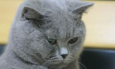 猫藓的成因及处理方法