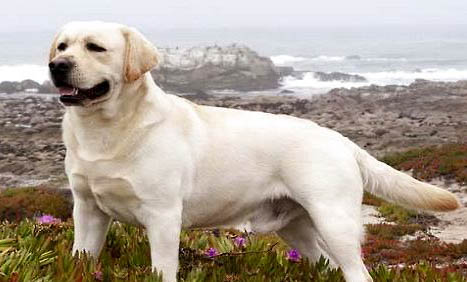 拉布拉多寻回犬的体高是多少