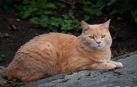 猫一年相当于几岁