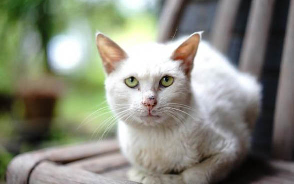 小猫脱肛会自己缩回去吗?