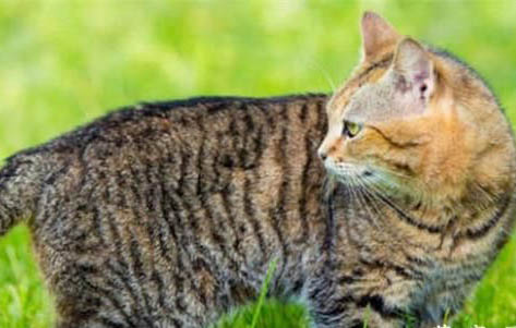 流浪猫可以喂食什么