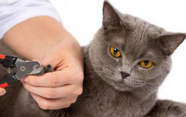 请问猫咪呕吐的原因及处理方法?
