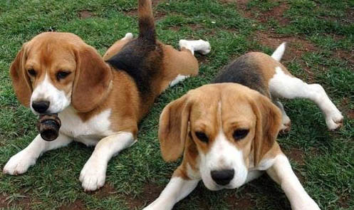 比格犬和柯基犬哪个好