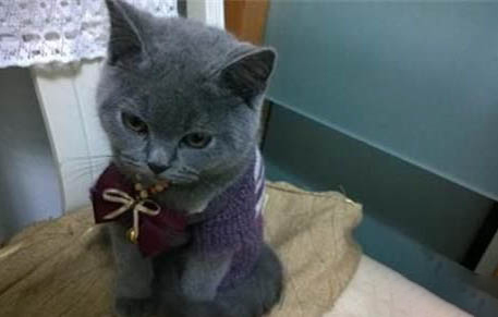 家养猫身上会有跳蚤吗
