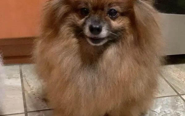 博美吐黄水是什么原因