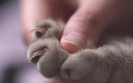 猫咪叫是什么原因?