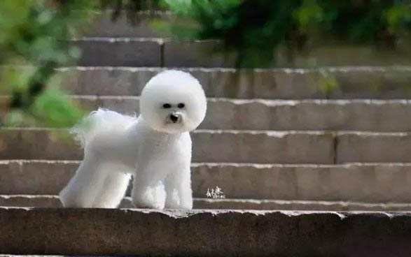 卷毛比熊犬有几种颜色,比熊都有什么毛色