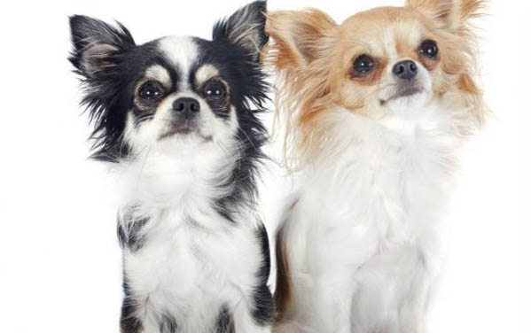 母狗怀孕多久乳房变大变软