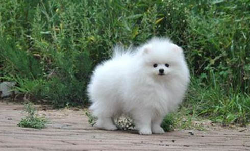 博美犬多久洗一次澡