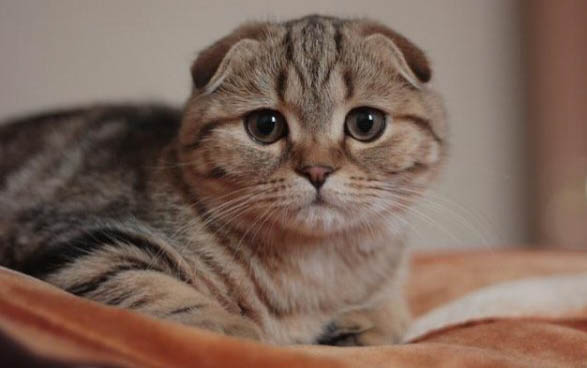 小猫不吃东西没精神还吐怎么办