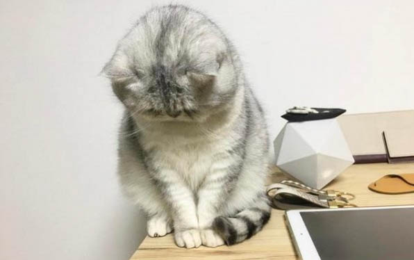 小猫吸入性肺炎怎么治疗
