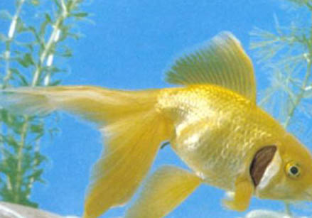 怎么避免金鱼吃水草