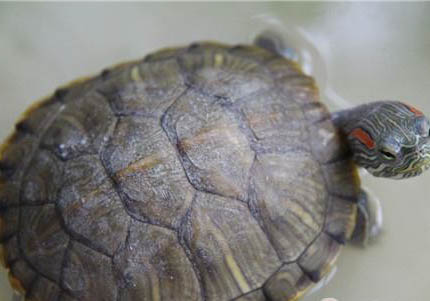 巴西红耳龟用深水还是浅水养好