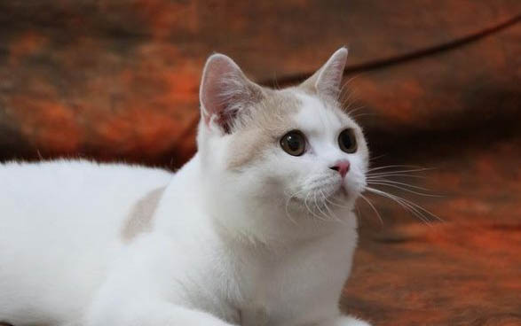 猫咪有哪些种类